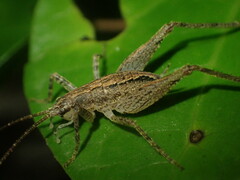 Macropathinae