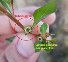 Ludwigia curtissii