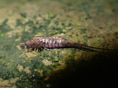 Nesomachilis