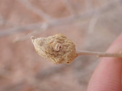 Asphondylia atriplicis