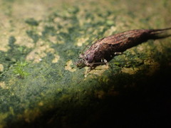 Nesomachilis
