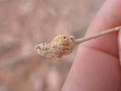 Asphondylia atriplicis