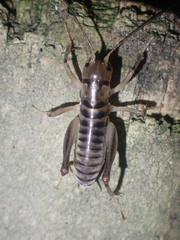 Hemiandrus