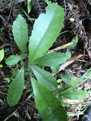 Hedycarya arborea