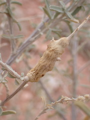 Asphondylia atriplicis
