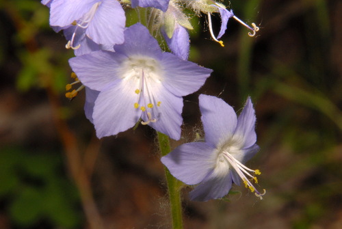tall Jacob's-ladder (Polemonium acutiflorum)