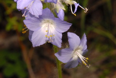 Polemonium acutiflorum