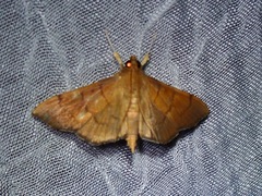 Spilomelinae