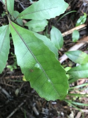 Hedycarya arborea