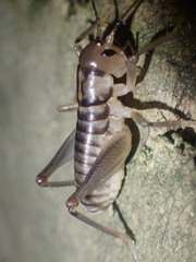 Hemiandrus