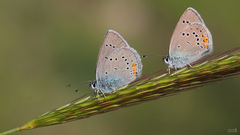 Cyaniris semiargus bellis