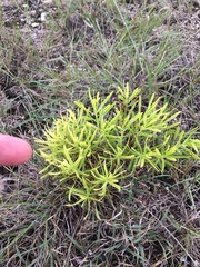 Stillingia texana