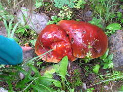 Boletus rubriceps