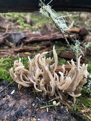 Clavulina cinerea