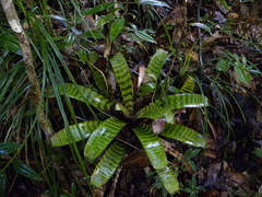 Lutheria splendens
