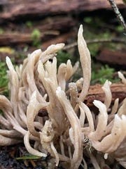 Clavulina cinerea