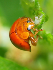 Chilocorus circumdatus