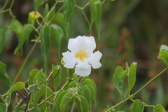 Amphilophium carolinae