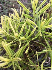 Stillingia texana