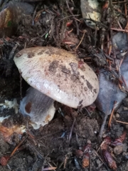 Cortinarius glaucopus