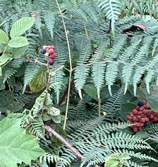 Rubus urticifolius