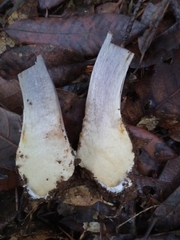 Cortinarius glaucopus
