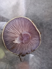 Cortinarius glaucopus