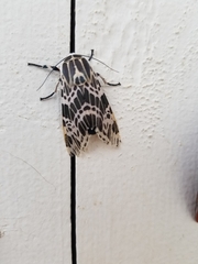 Hypercompe nemophila
