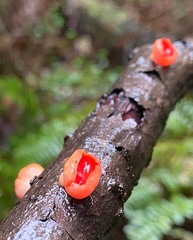 Sarcoscypha coccinea