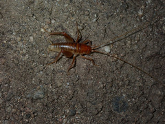 Ceuthophilus californianus