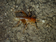 Ceuthophilus californianus