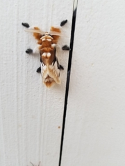 Zygaenoidea