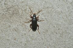 Allecula melanaria
