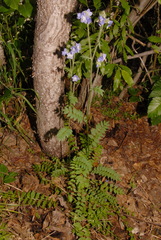 Polemonium acutiflorum