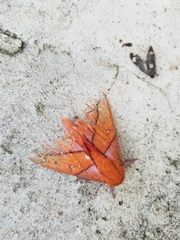 Adeloneivaia