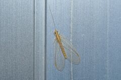 Chrysoperla nipponensis