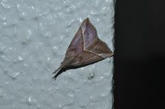 Hypena subcyanea