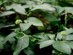 Elatostema