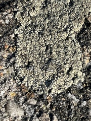 Lecanora polytropa