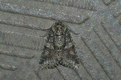 Dryobotodes intermissa