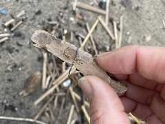 Spiochaetopterus costarum