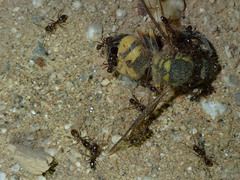 Vespula pensylvanica