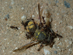 Vespula pensylvanica