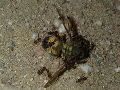 Vespula pensylvanica