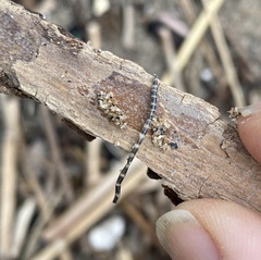 Spiochaetopterus costarum