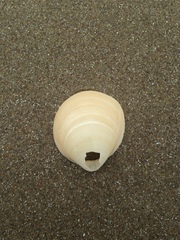 Laevicardium serratum