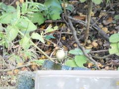Helmitheros vermivorum