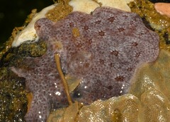 Polysyncraton amethysteum