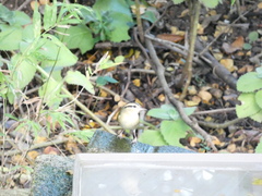 Helmitheros vermivorum