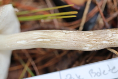 Leccinellum albellum